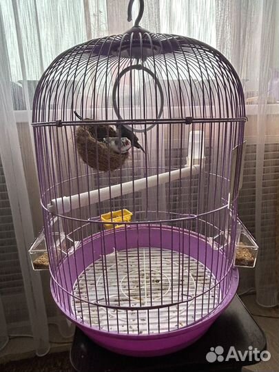 Амадины