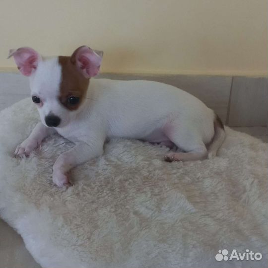 Щенки чихуахуа