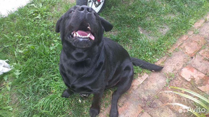 Вязка лабрадор