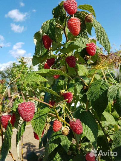 Ремонтантная малина