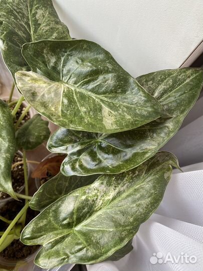 Алоказия венти вариегатная