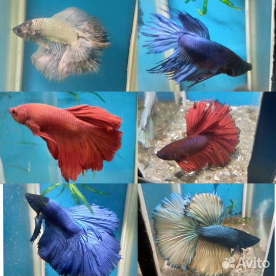 Аквариумные рыбы