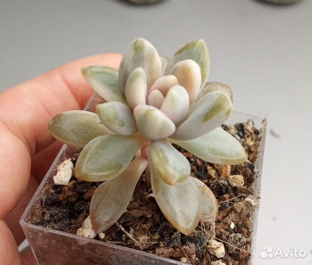 Суккуленты #1