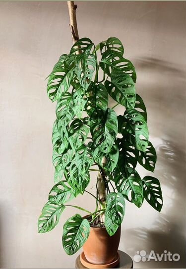 Комнатные растения цветы