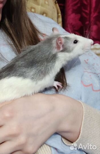 Передержка грызунов,попугаев,насекомых,улиток и др