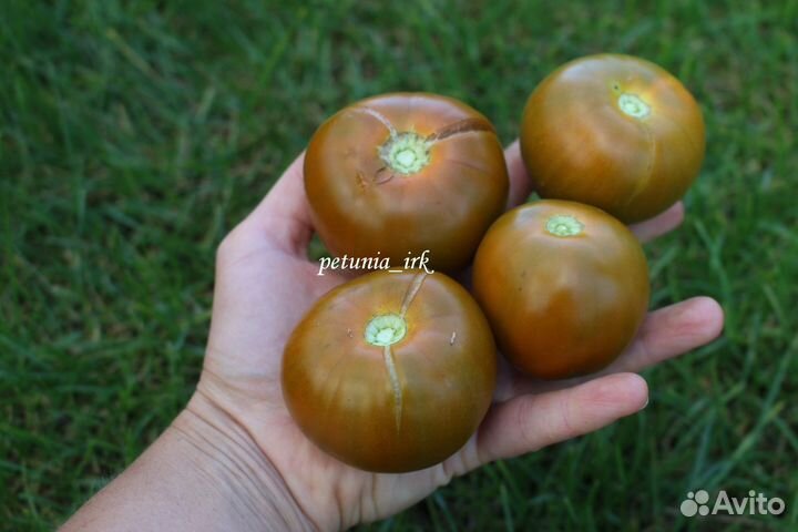 Семена сортовых томатов