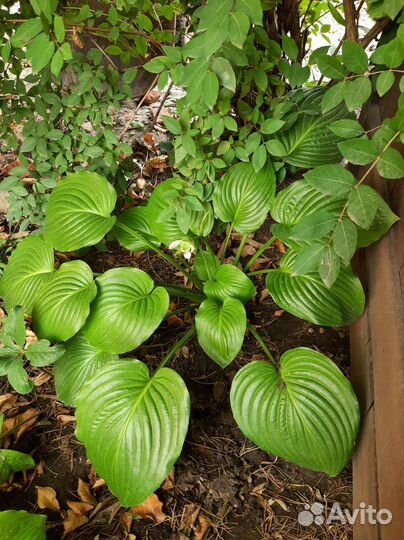 Хоста большой куст