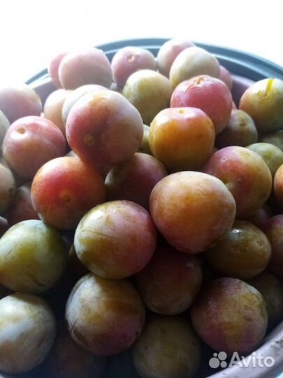 Слива жёлтая медовая