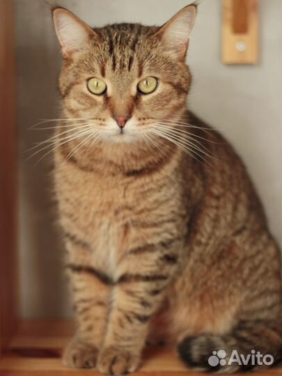 Красавец Мартин в поисках дома