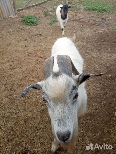 Козел и козлята