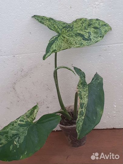 Цветы комнатные ч.3