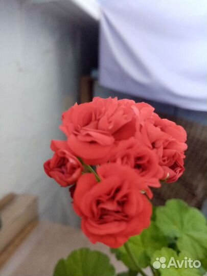 Пеларгония герань розебудная