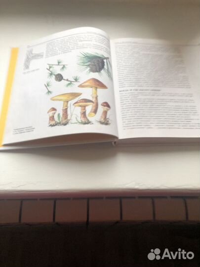 Книга-справочник Грибы-250 видов