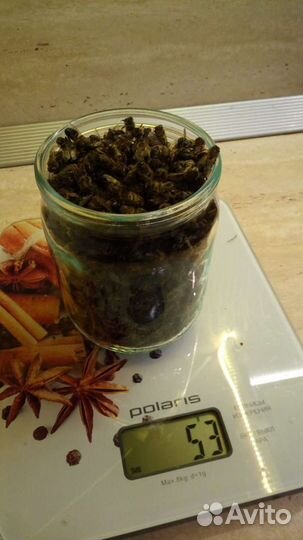 Пчелиный подмор