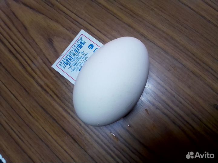 Яйца гусиные на еду