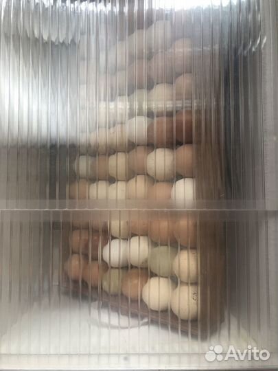Домашние инкубационные куриные яйца