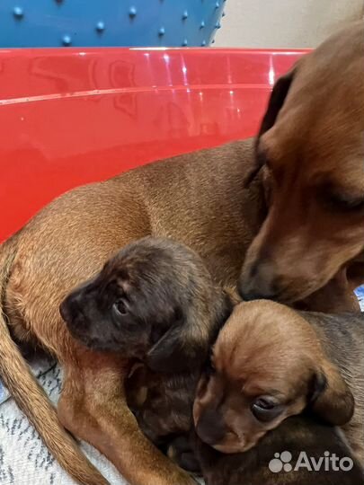 Кроличья такса