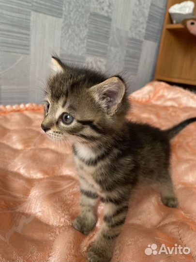 Кошка кот