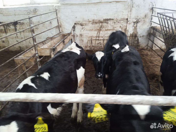 Телята, бычки, телочки, телки