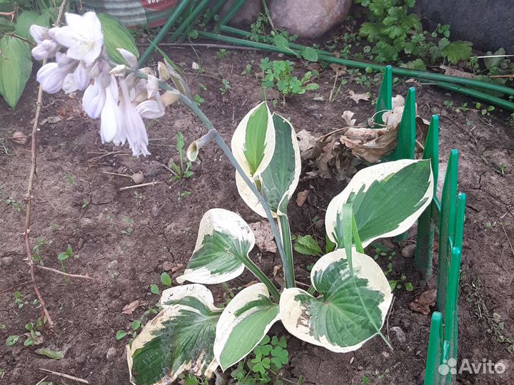 Саженцы калины бульдонеж и цветы многолетники