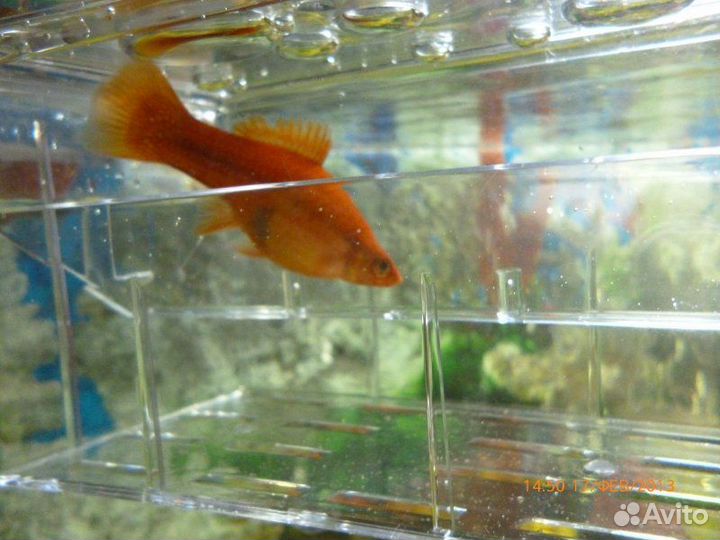 Рыбки меченосцы