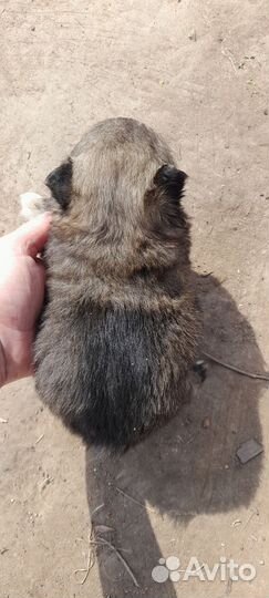 Продам щенка порода пико шпиц