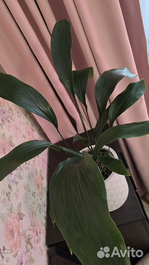 Аспидистра