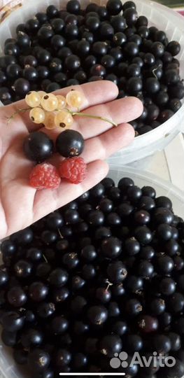 Черная смородина