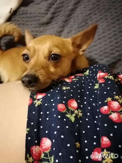 Вязка мини той