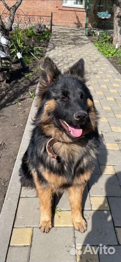 Немецкая овчарка