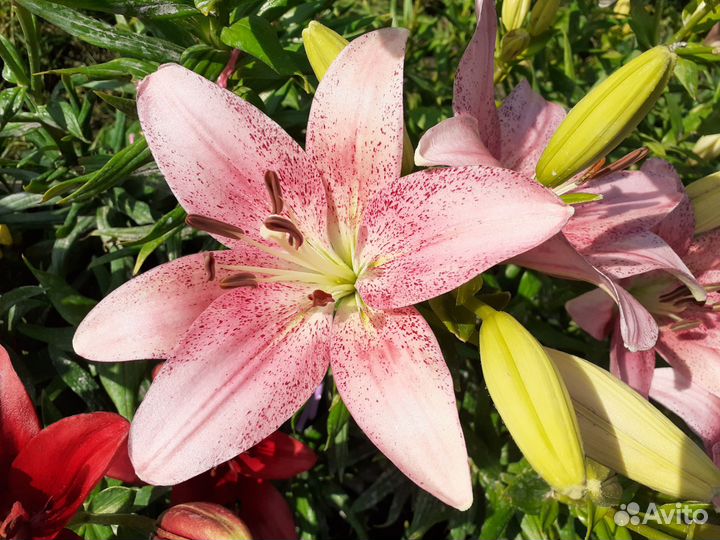 Луковицы сортовых лилий