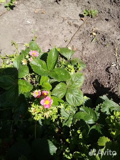 Ремонтантная земляника, цветёт розовыми цветками