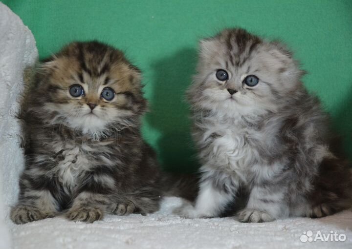 Вислоухие котята