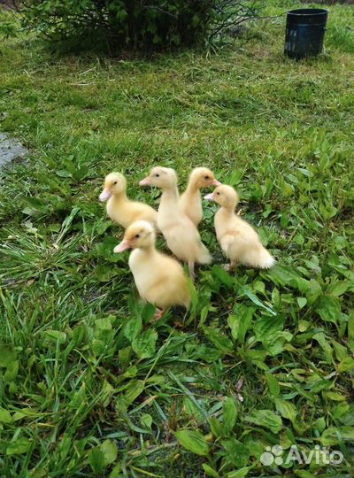 Продам утят