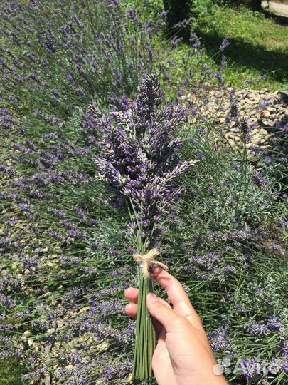 Букеты лаванды