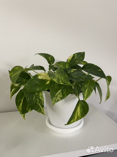 Сциндапсус Эпипремнум неон золотистый пиктус