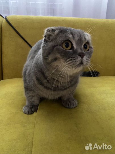 Шотландская вислоухая кошка бесплатно