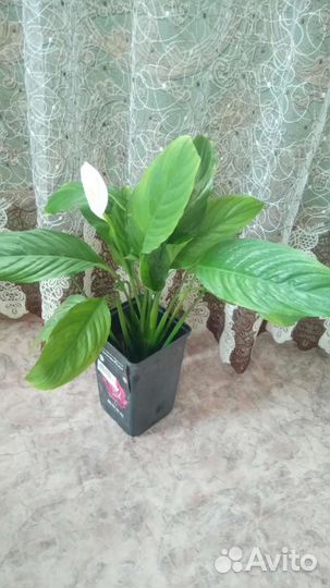 Женское счастье