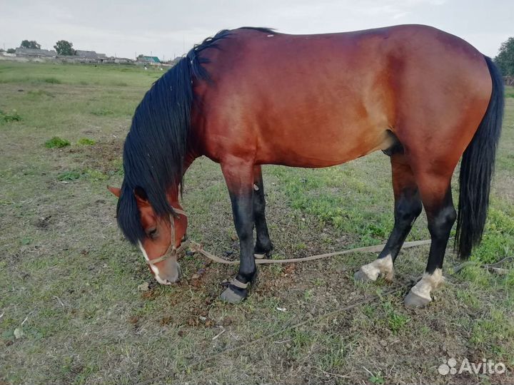 Мерин вороной обучен вынослив жеребец 3,6 г