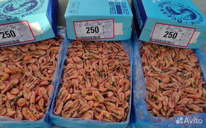 Креветка северная 250+