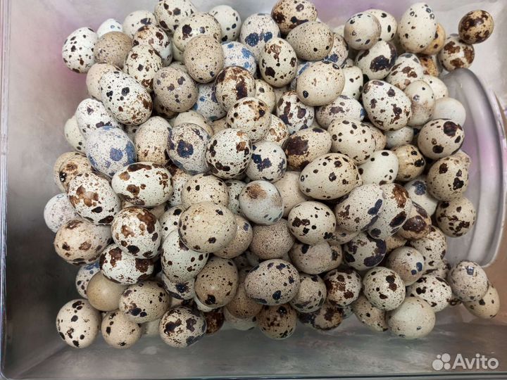 Перепелиные домашние яйца
