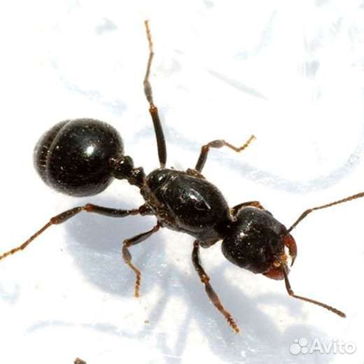 Муравьи messor structor