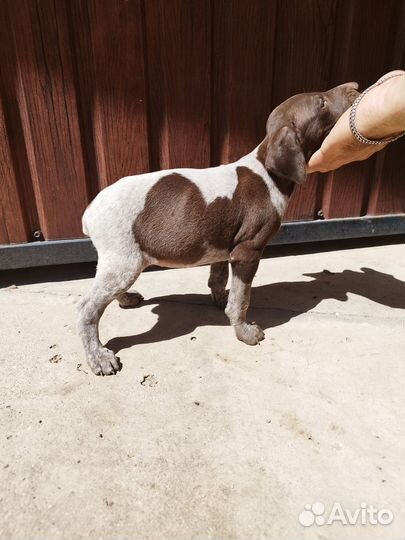 Щенки курцхаара