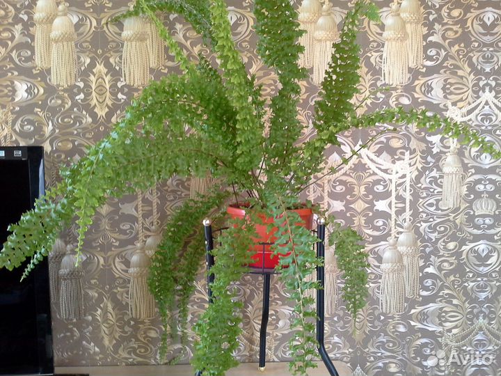 Папортники кудрявые