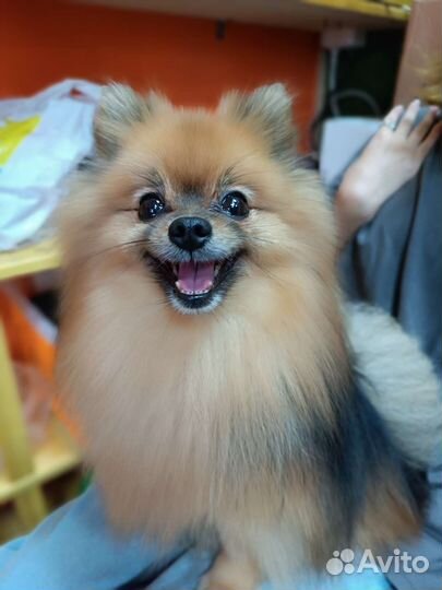 Груминг шпицы