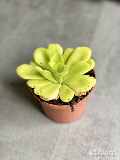 Жирянка Агната (лат. Pinguicula agnata) D9см