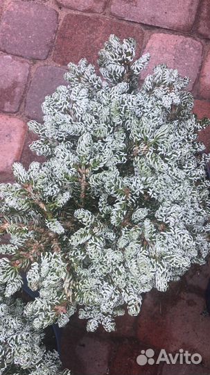 Пихта когоутс айсбрекер, сильберлок и другие