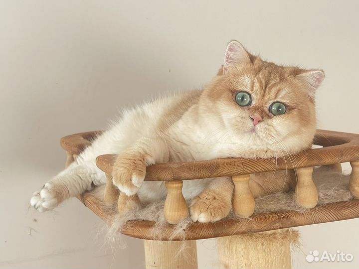 Британский котик