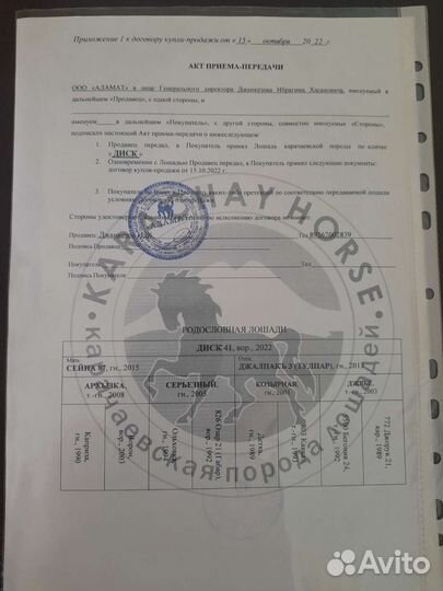 Продажа лошадей