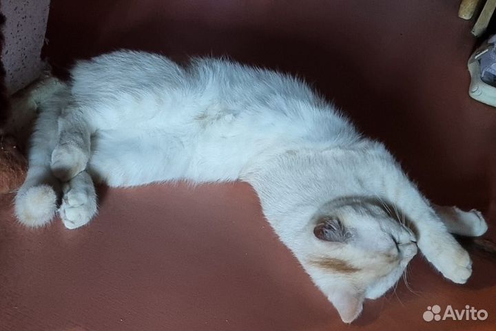 Котята в добрые руки бесплатно мальчик